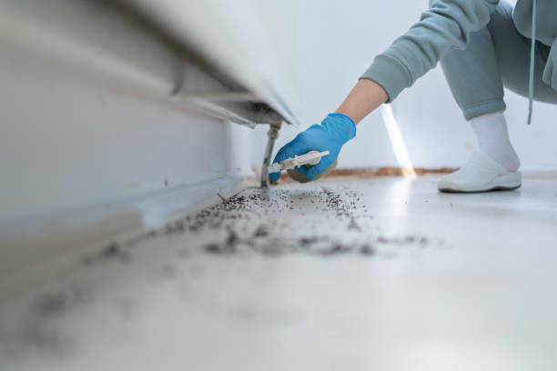 Best Bed Bug Extermination  in Deland, FL